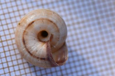Cernuella aginnica