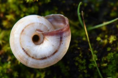 Cernuella aginnica