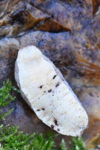 Pseudolimace chagrinée