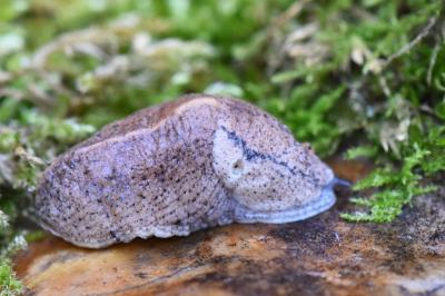 Pseudolimace chagrinée