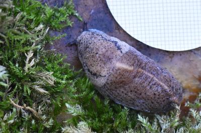 Pseudolimace chagrinée