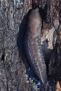 Limace des bois