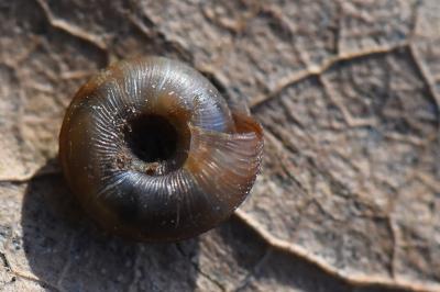 Gonyodiscus rotundatus