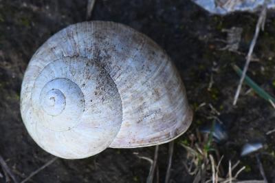 Escargot de Bourgogne