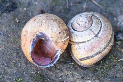 Escargot des haies