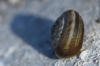 <i>Cernuella</i>