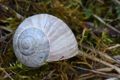 Escargot de Bourgogne