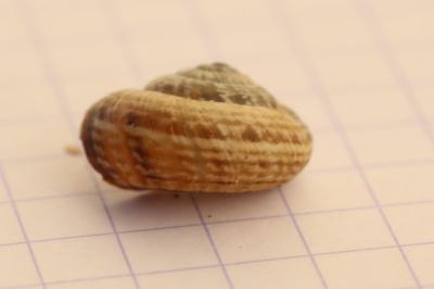 Caragouille semblable