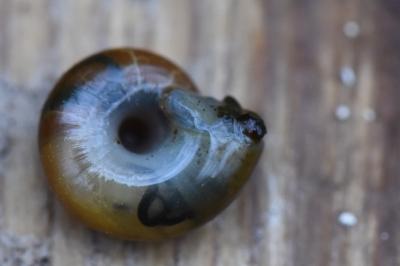 <i>Aegopinella</i>