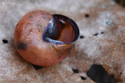 Cepaea nemoralis
