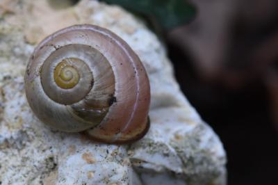 Escargot des haies