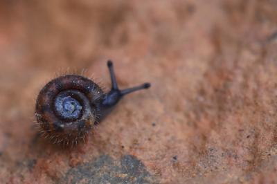 Helicodonta obvoluta