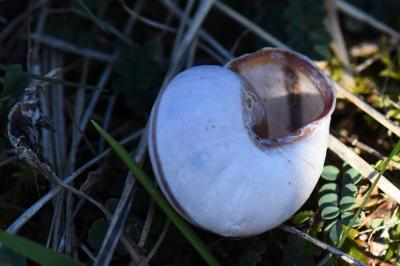 Escargot des haies