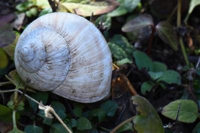 Escargot de Bourgogne