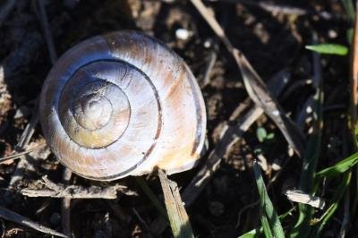 Escargot des haies