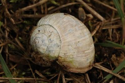 Escargot de Bourgogne