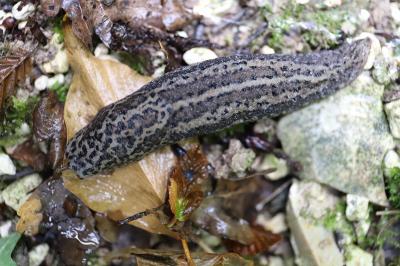 Limax maximus