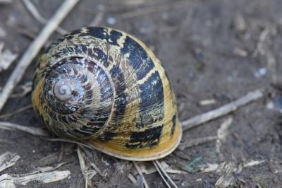Cornu aspersum