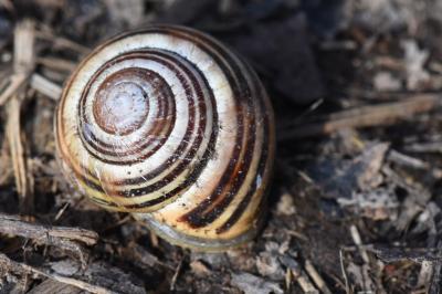 Escargot des haies