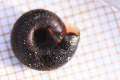 Trochulus hispidus