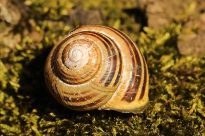 Escargot des haies