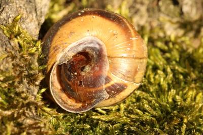 Escargot des haies