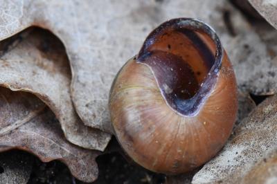 Escargot des haies