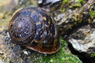 Escargot petit-gris