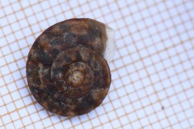 Helicigona lapicida