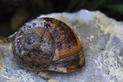 Escargot petit-gris
