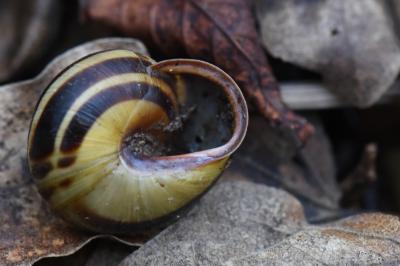 Escargot des haies