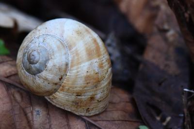 Escargot de Bourgogne