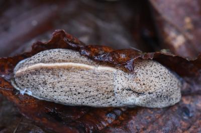 Pseudolimace chagrinée