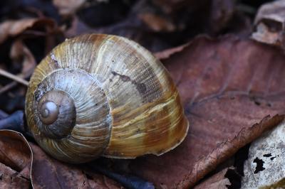 Escargot de Bourgogne