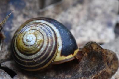 Escargot des haies