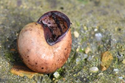 Escargot des haies