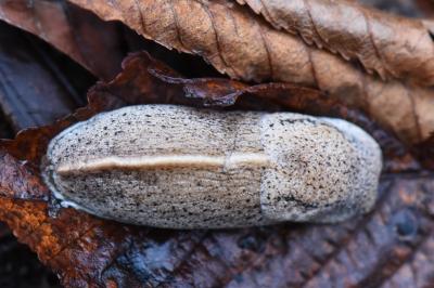 Pseudolimace chagrinée