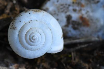 Petit moine