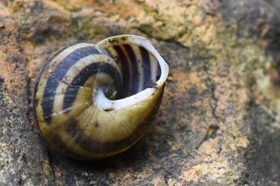 Escargot des jardins