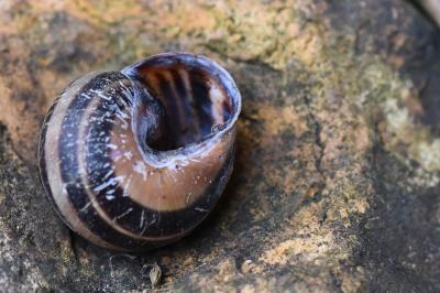 Escargot des haies