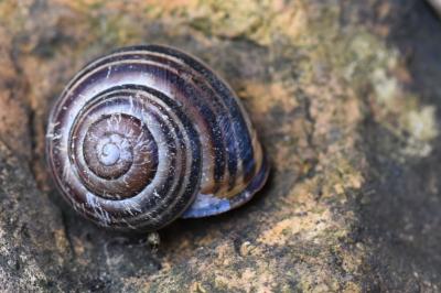 Escargot des haies