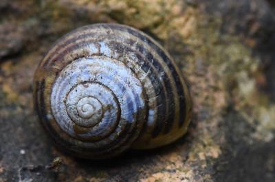 Escargot des jardins