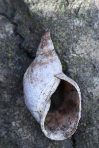 Lymnaea stagnalis