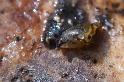Ambrette amphibie