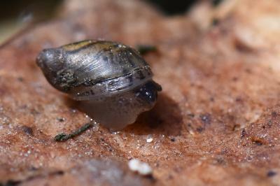 Ambrette amphibie