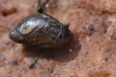 Ambrette amphibie