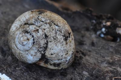 Escargot de Bourgogne