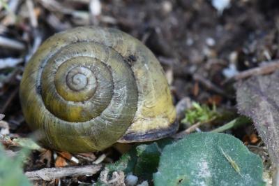 Escargot des haies