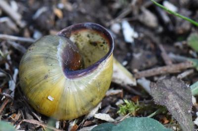 Escargot des haies