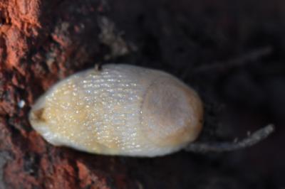 Arion intermedius